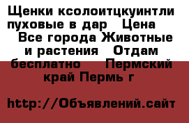 Щенки ксолоитцкуинтли пуховые в дар › Цена ­ 1 - Все города Животные и растения » Отдам бесплатно   . Пермский край,Пермь г.